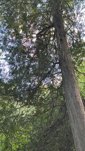 northern whitecedar