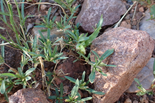 Sonoran Chinchweed