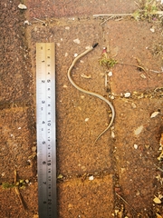 Rhynchocalamus melanocephalus
