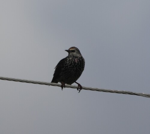 European Starling