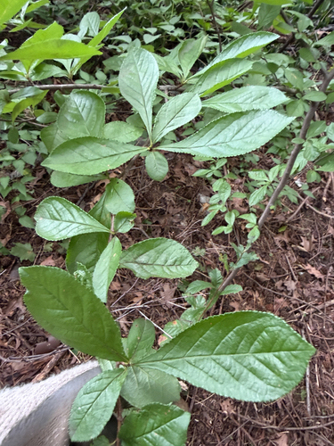 Pourthiaea villosa observed 2026-09-22