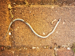 Rhynchocalamus melanocephalus