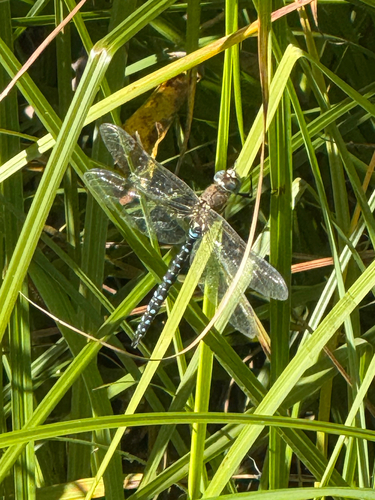 Migrant Hawker