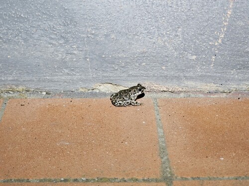 Balearic Green Toad