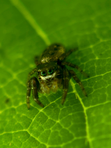 Bronze Jumping Spider