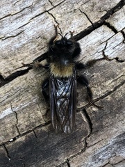 Laphria ephippium