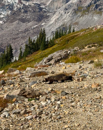 American Wolverine