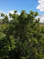 Rosa rugosa