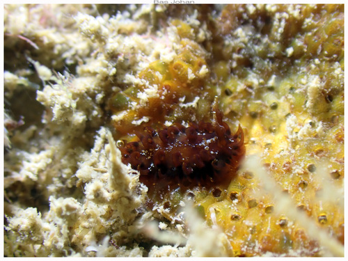 Madrella ferruginosa observed 2026-09-19