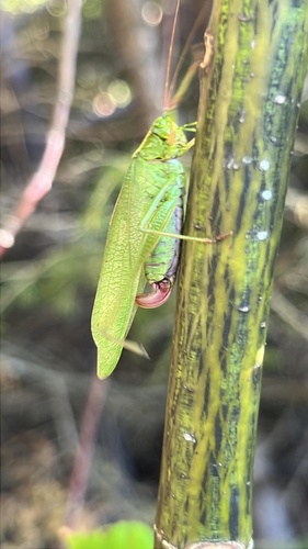 Fork-tailed Bush Katydid, Fundy National Park, Alma, NB, CA, photo 6 of 10