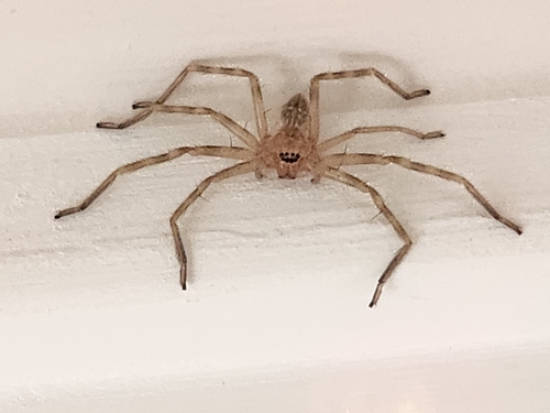 Walckenaer's Huntsman Spider