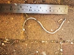 Rhynchocalamus melanocephalus