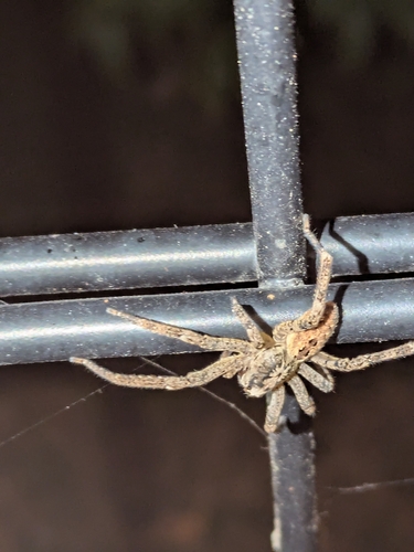 Mediterranean Spiny False Wolf Spider