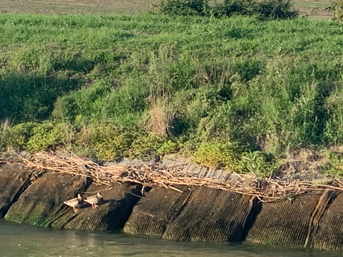 Mallard