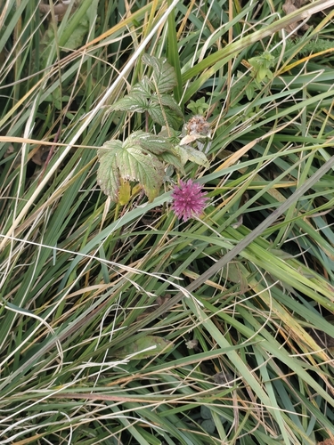 Red Clover