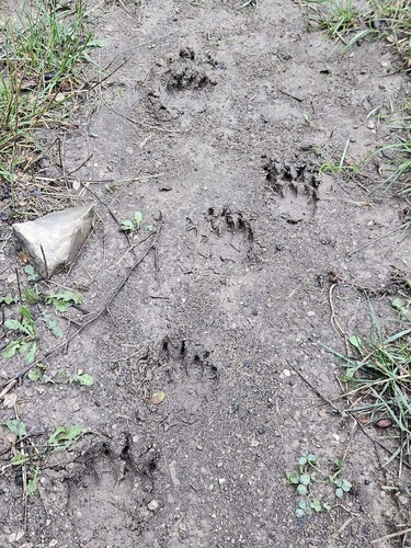 European Badger
