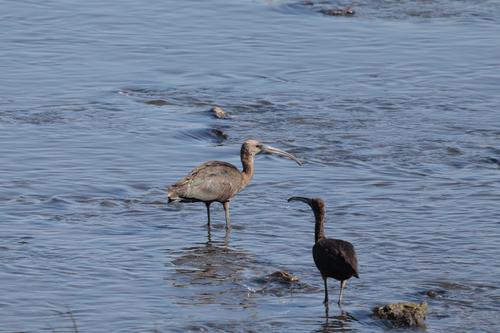 Glossy Ibis