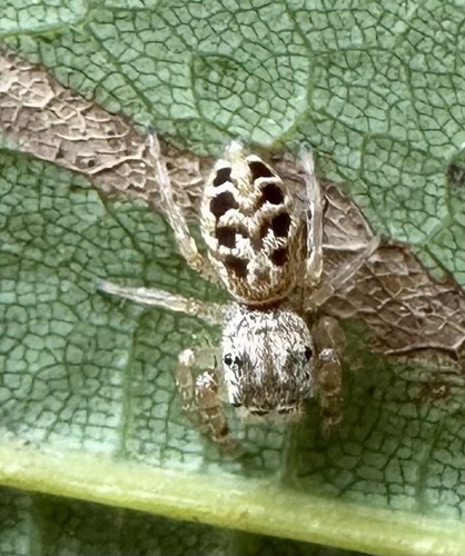 Pelegrina proterva