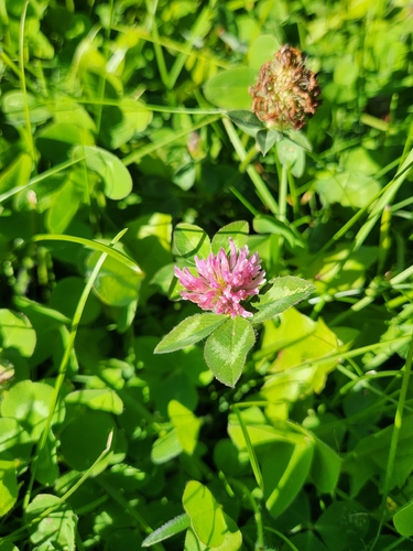 Red Clover