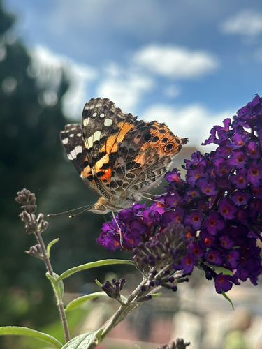 Painted Lady