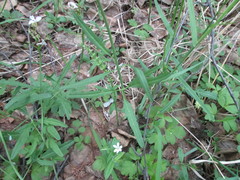 Cardamine trifida