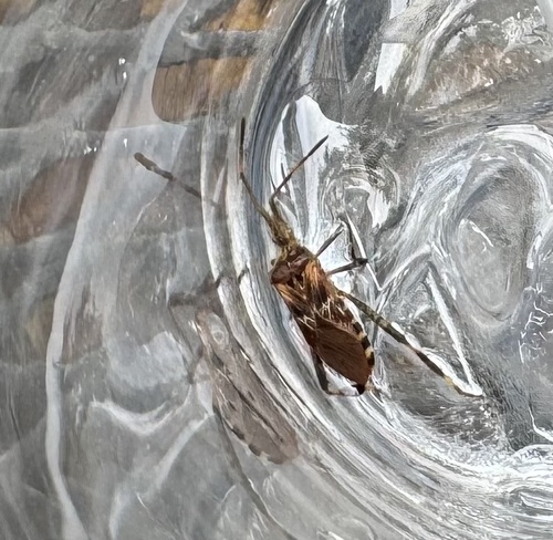 Western Conifer Seed Bug