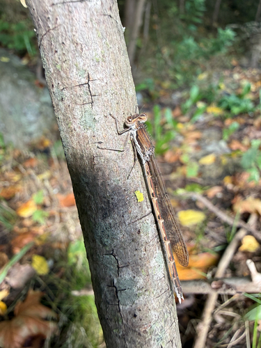 Common Winter Damselfly