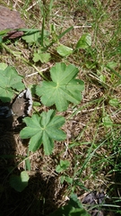 Alchemilla mollis