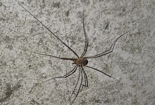 European Harvestman