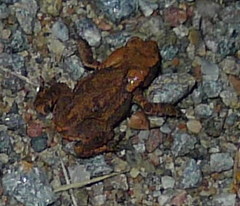 Bufo bufo