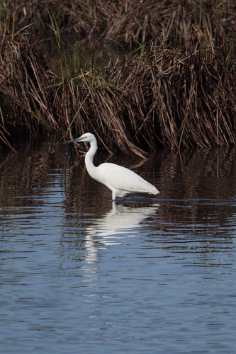 Little Egret