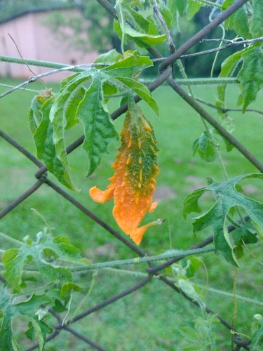 Bitter Melon