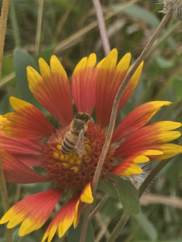 Western Honey Bee