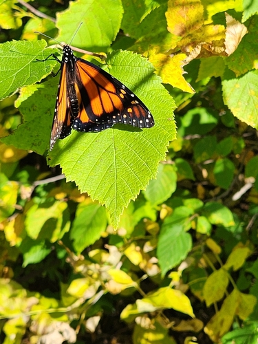 Monarch