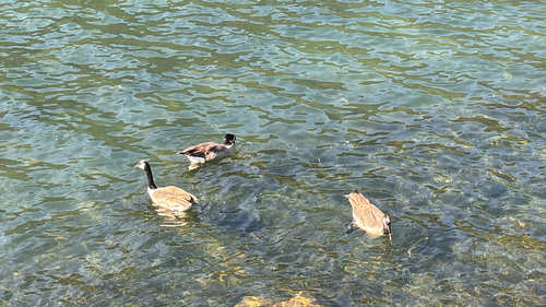 Canada Goose