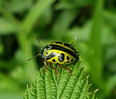 Calligrapha fulvipes