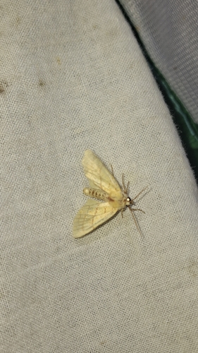 Orange Sallow