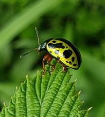 Calligrapha fulvipes