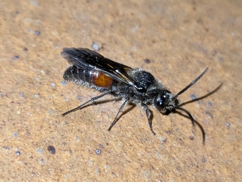 Tropidotilla litoralis
