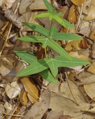 Passiflora tenuiloba