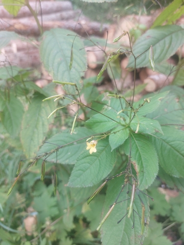 small balsam