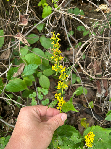 broad-leaved goldenrod