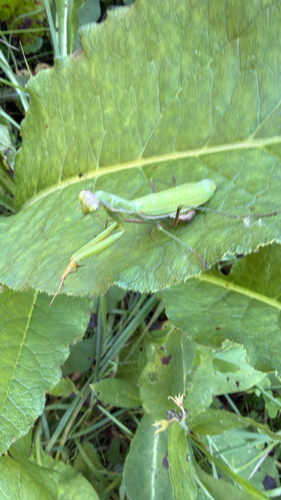European Mantis