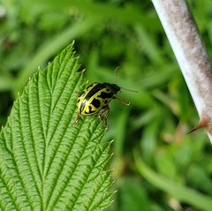 Calligrapha fulvipes