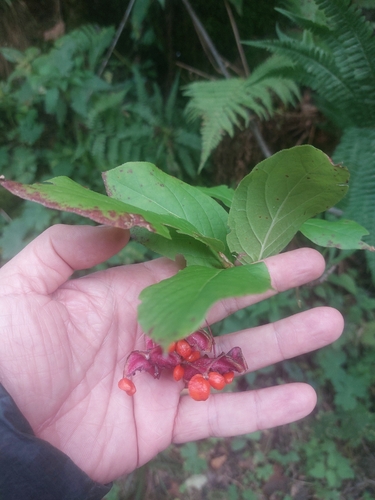 Large-leaved Spindle