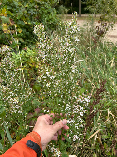 Arrow-leaved Aster