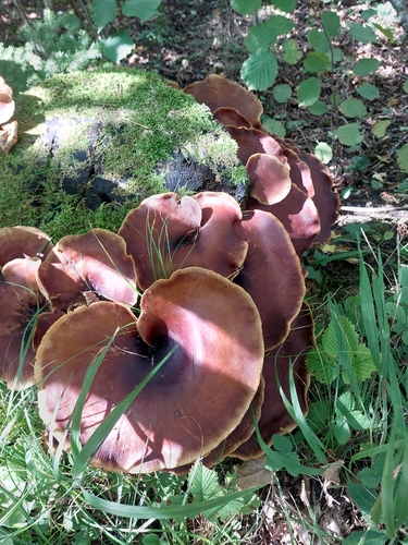 Bay Polypore