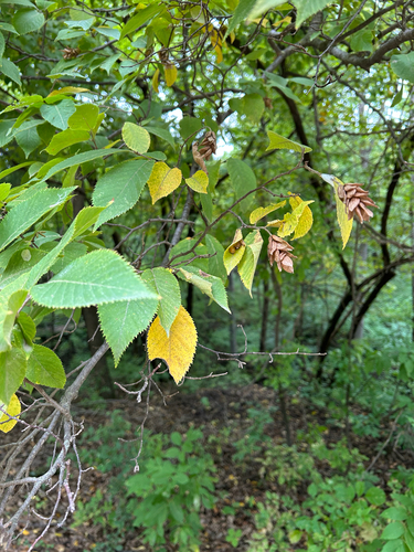 American hophornbeam