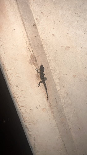 East Canary Wall Gecko
