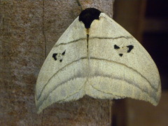 Automeris curvilinea